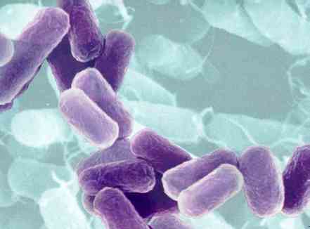 BacteriaOnBags